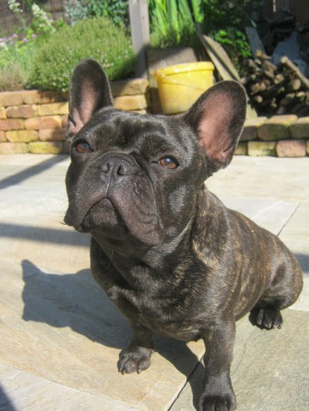 Sofie
